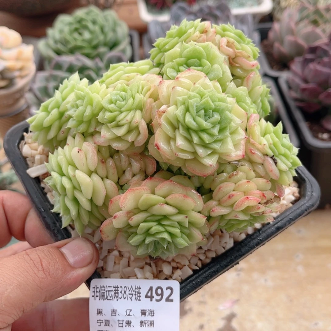 492白天鹅德华多肉