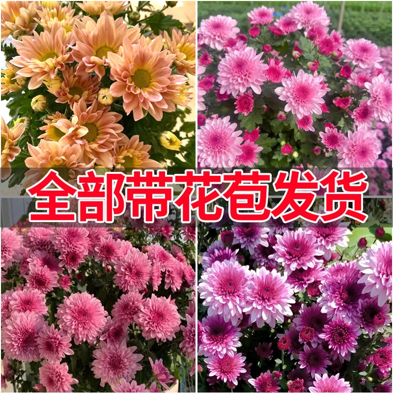 重瓣荷兰菊带花苞室内阳台耐寒耐热庭院开花花卉绿植盆栽小雏菊苗