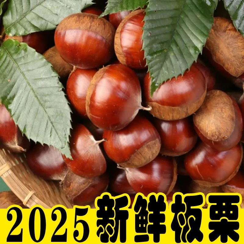 【产地直发】新鲜板栗现摘软糯香甜高山树自然生长粉糯好吃中秋5斤