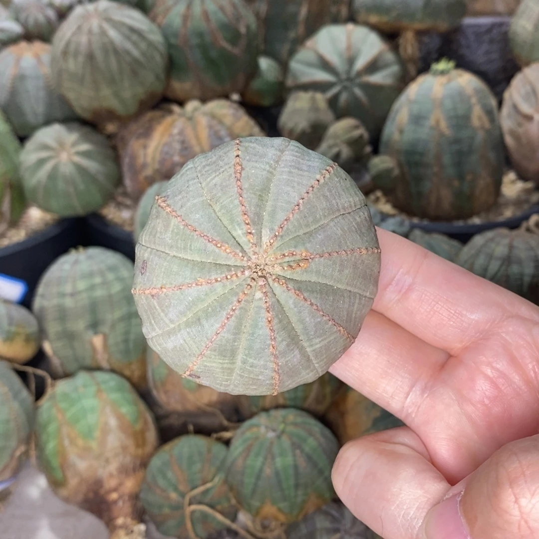 欧系布纹球一物一拍