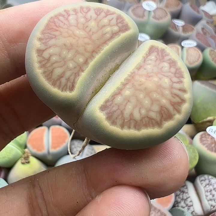 4928蓝绿体美菊福利