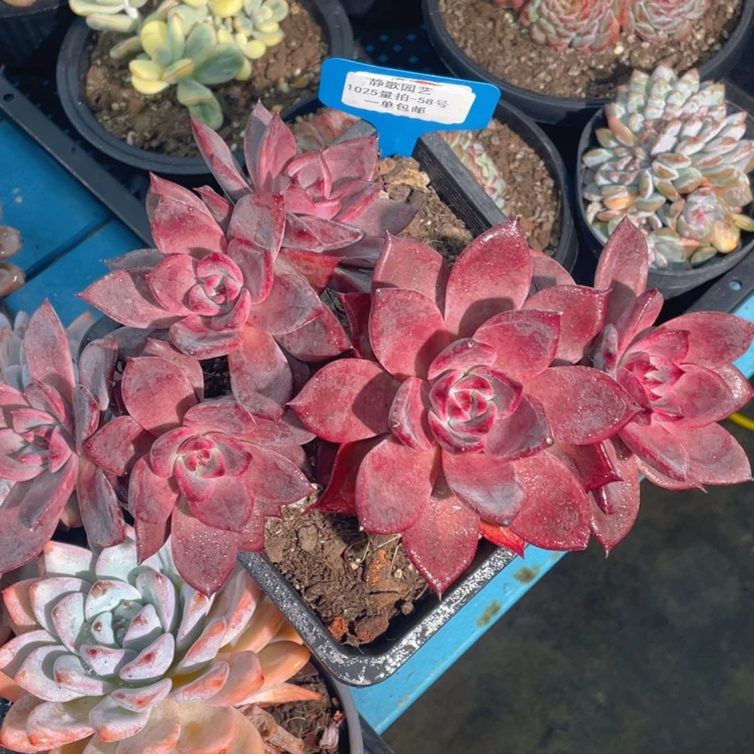 1025-58-红糖卡大群生一颗