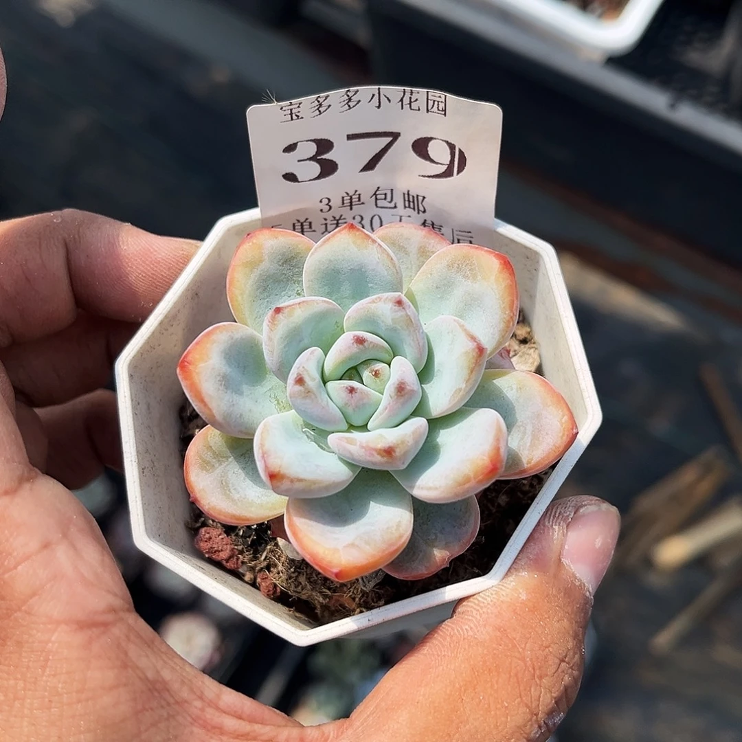 单头星星雪到手一颗一物一拍