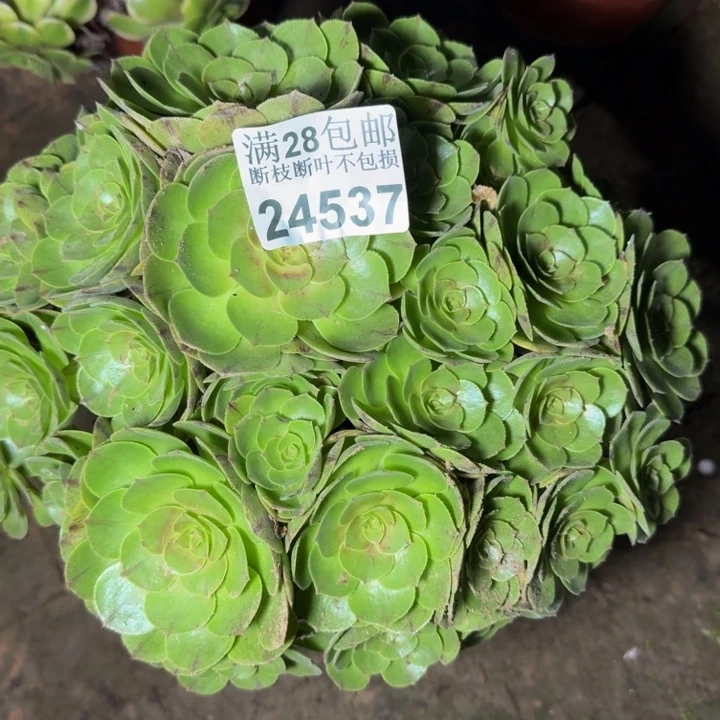 24537万拉丝多肉植物