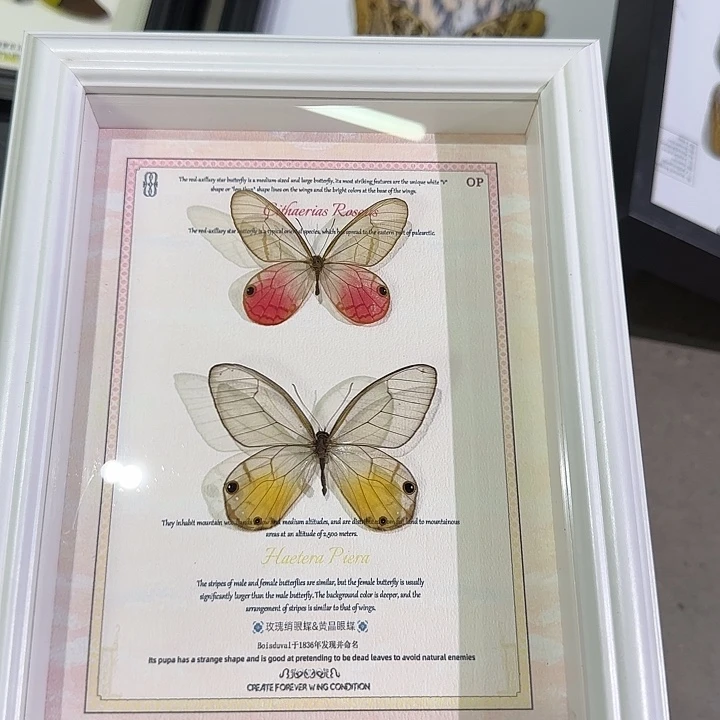 晶眼蝶组合蝴蝶标本