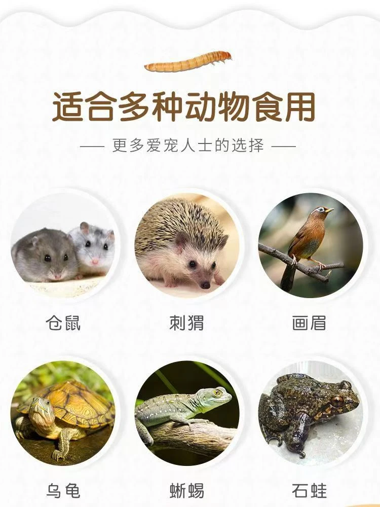 面包虫黄粉虫活虫仓鼠饲料画眉鸟粮高蛋白高营养芦丁鸡宠物可钓鱼