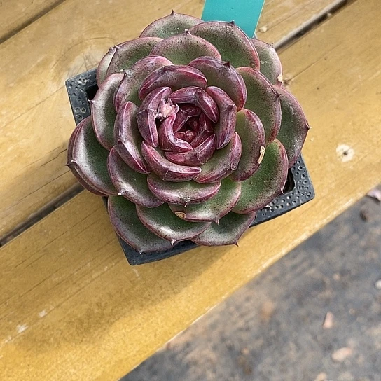 镇****店1265多肉植物老桩