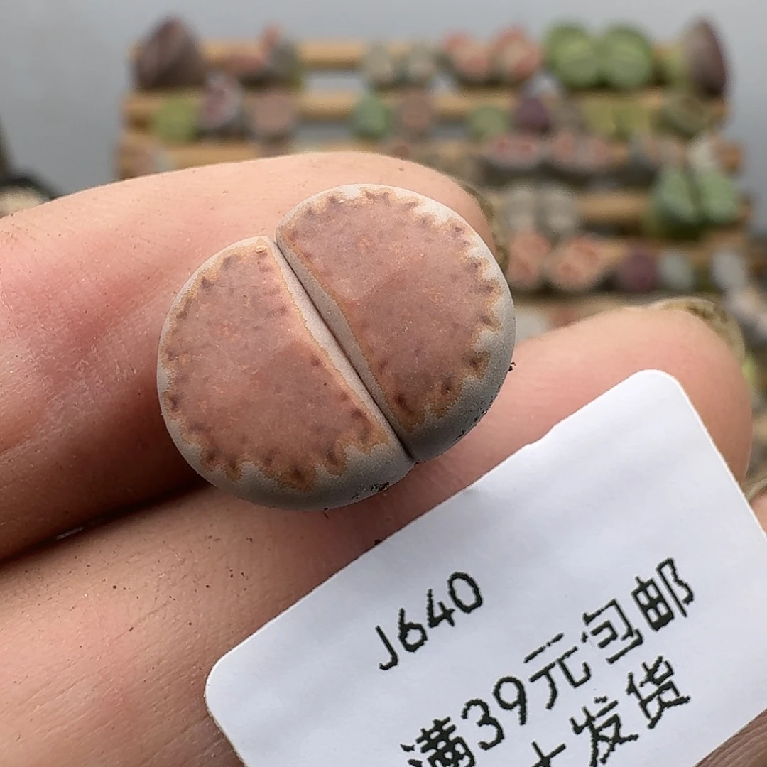 640多肉哈哈哈哈哈哈