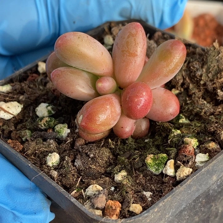 拿***鱼正版芒果奶锦多肉植物