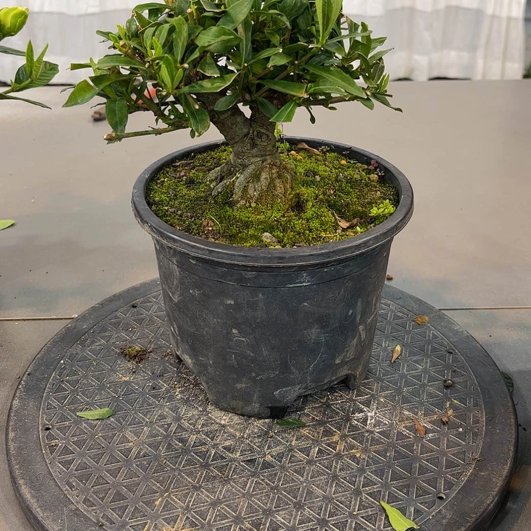 红陶亮*栀子花一物一拍