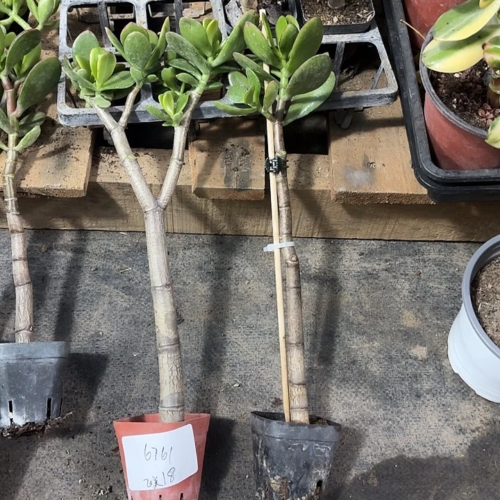 飞***店当前无花栽培后可以开花黄金 红叶18