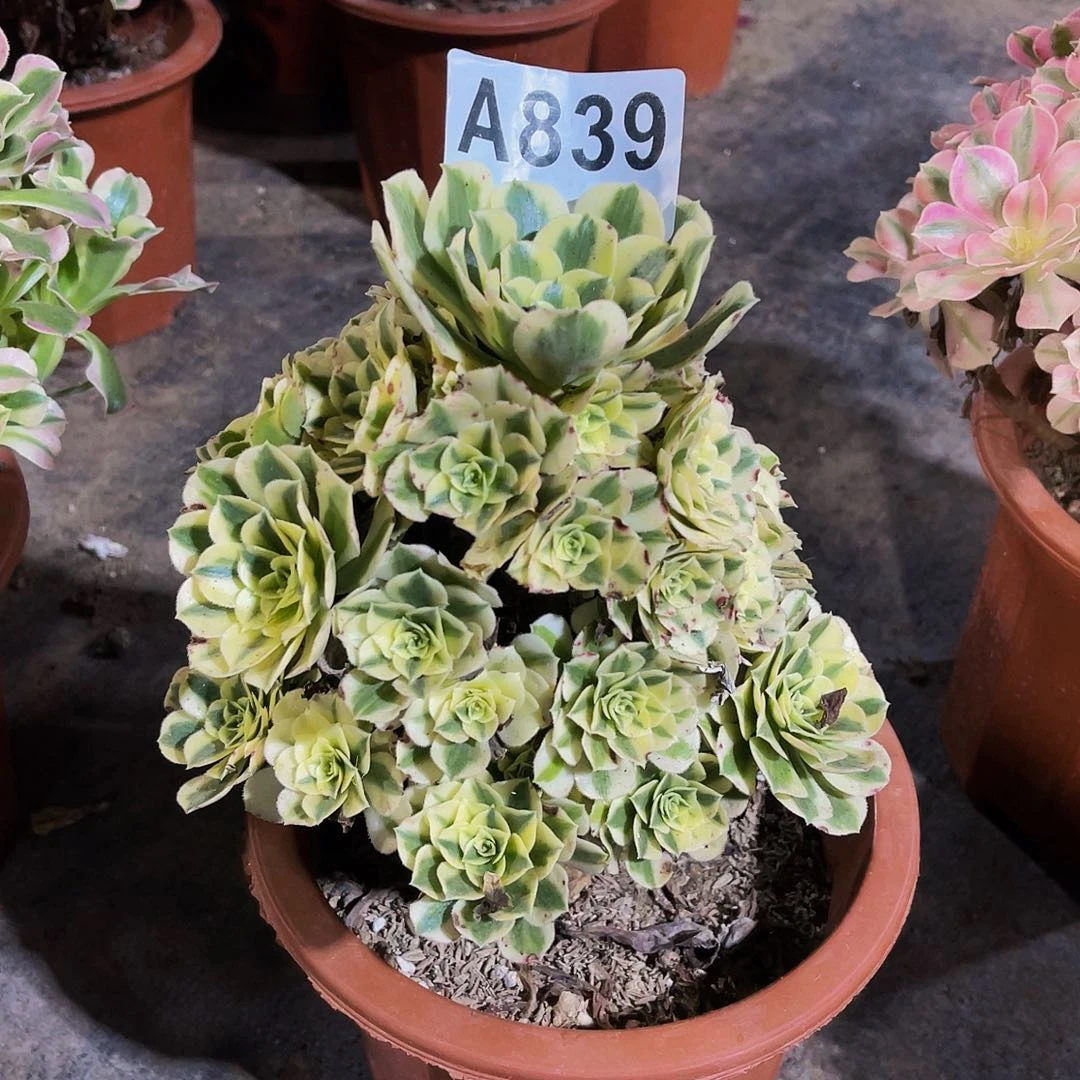 梨*迈巴赫839福利