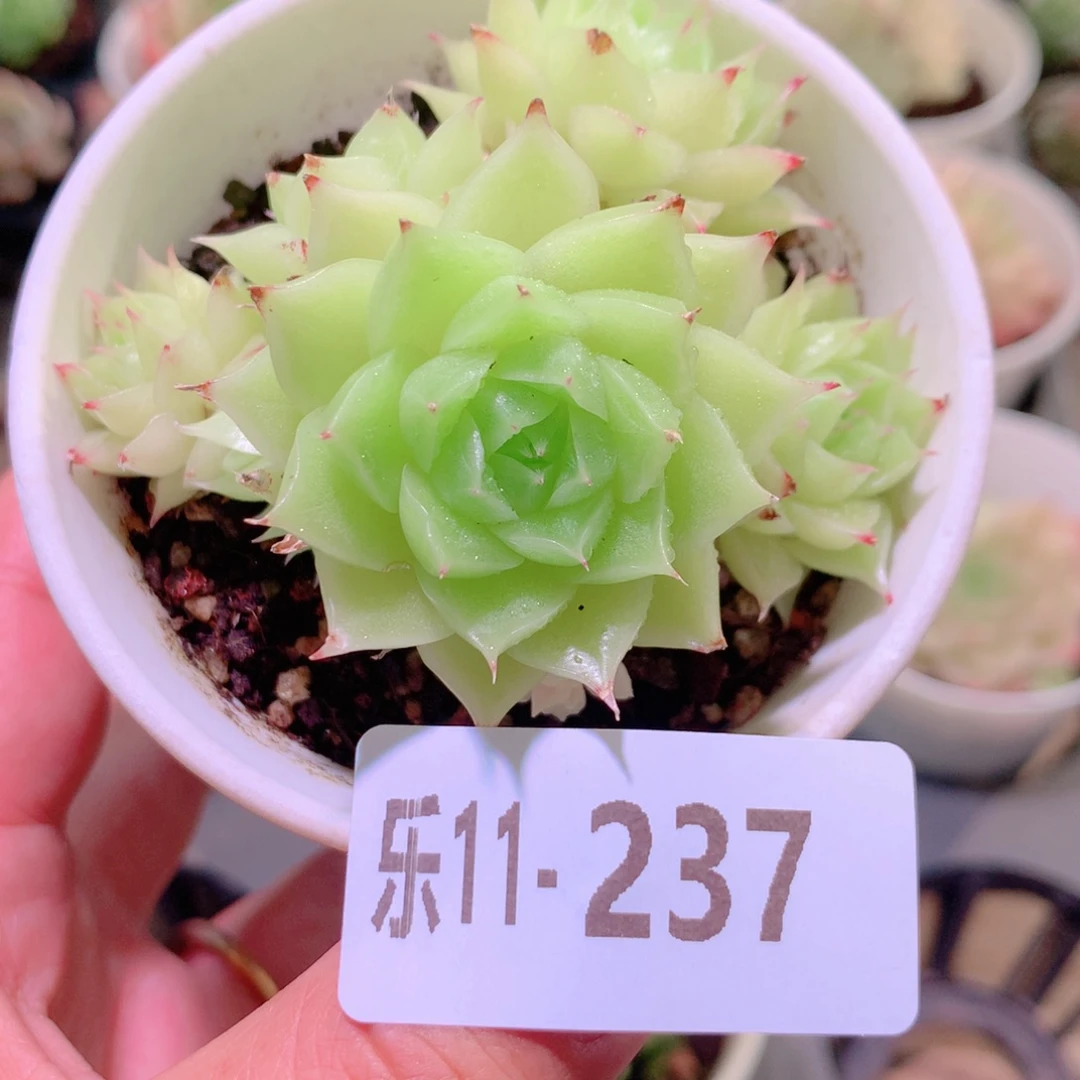 乐然11-237 麦秆群