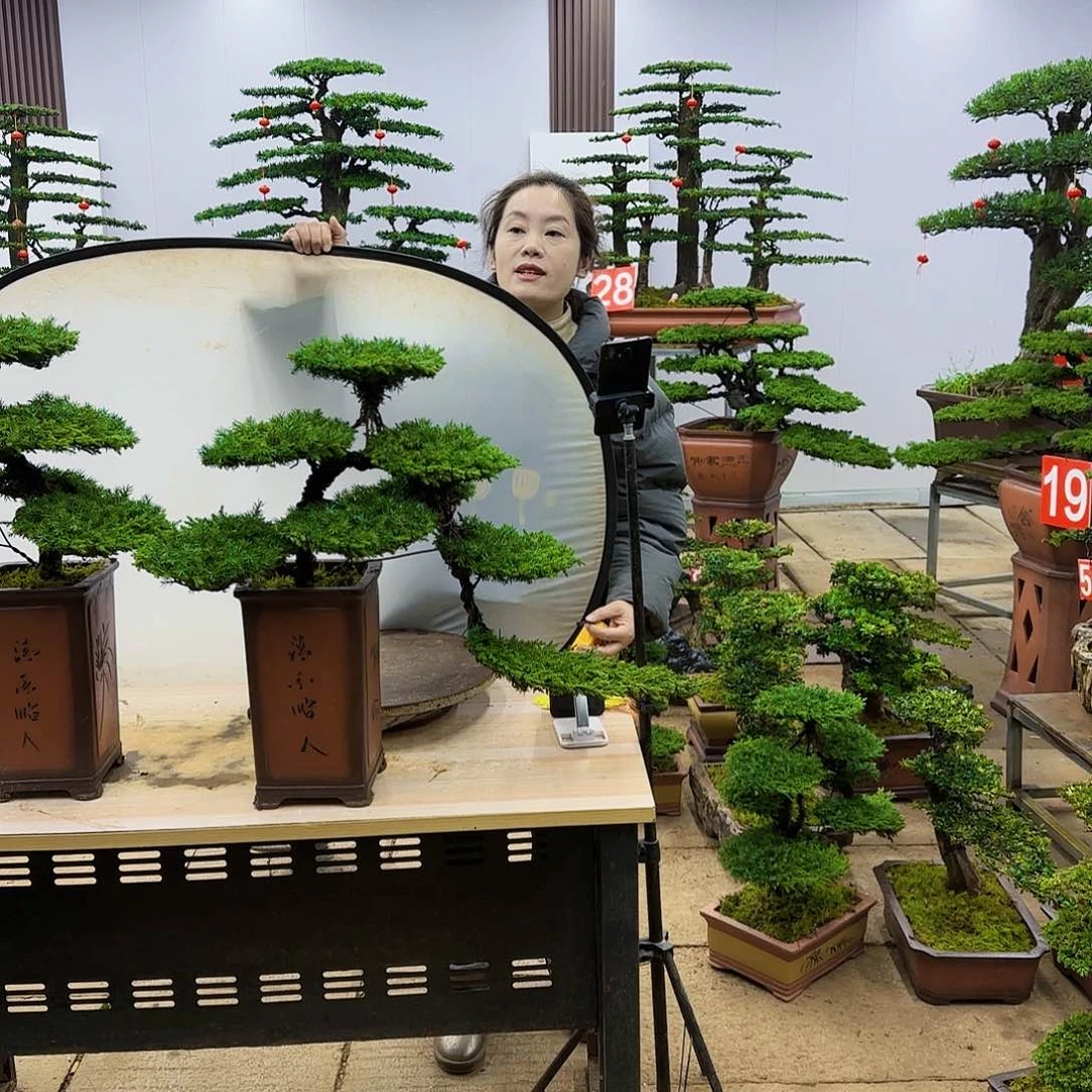 盆景直播间一物一拍