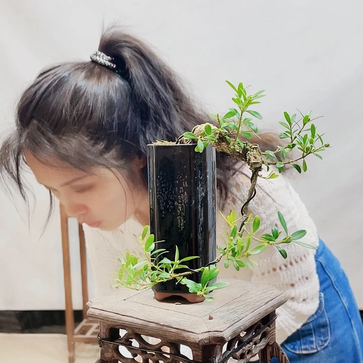 无花朵强皱皮雀舌黄杨盆景