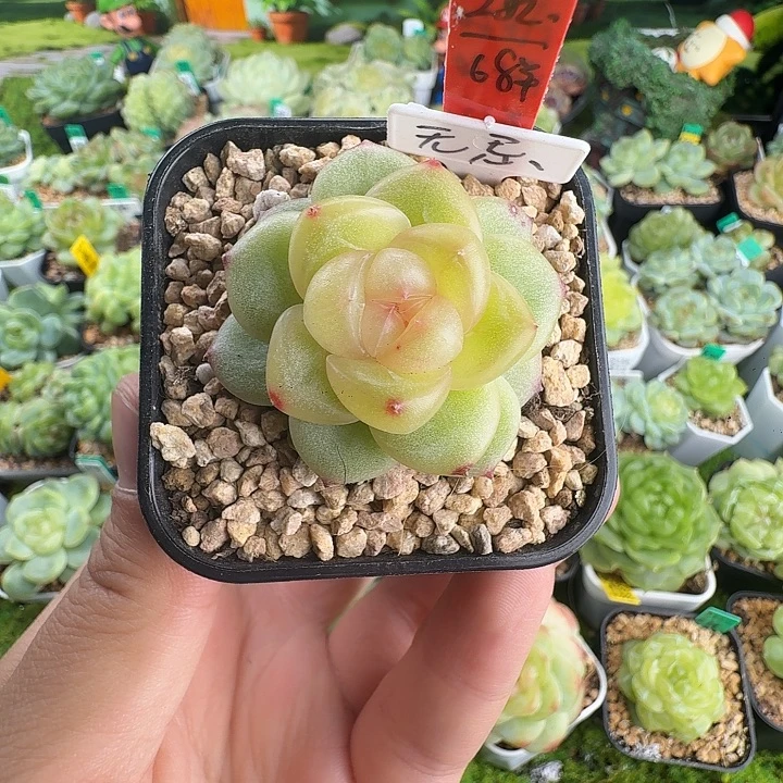 无忌珍妮282新品啦啦