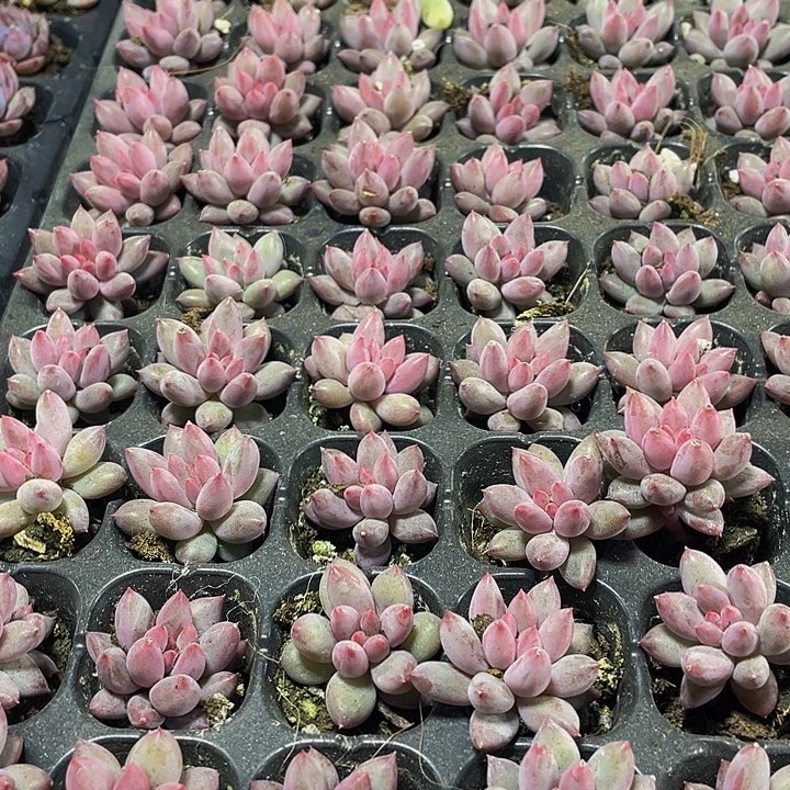 小虞美人1.99带土发货