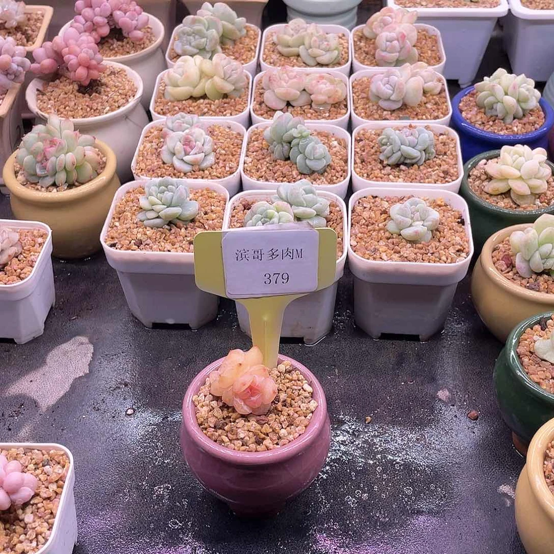 滨哥多肉M379双头冰钻