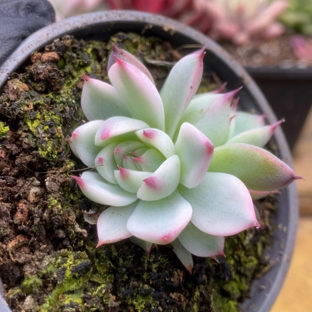 087锦锦锦锦锦锦锦锦