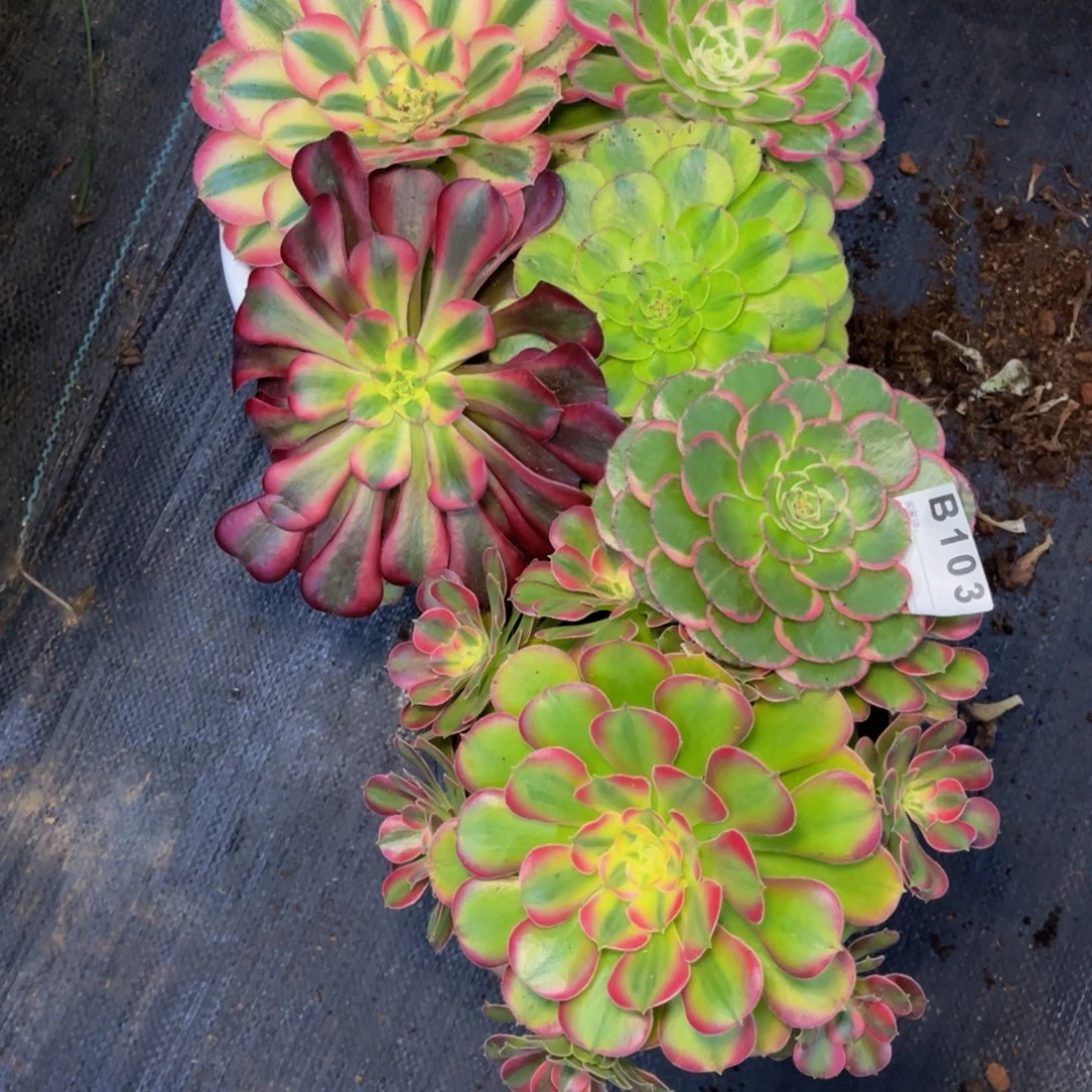 103一摸一样的，，发货