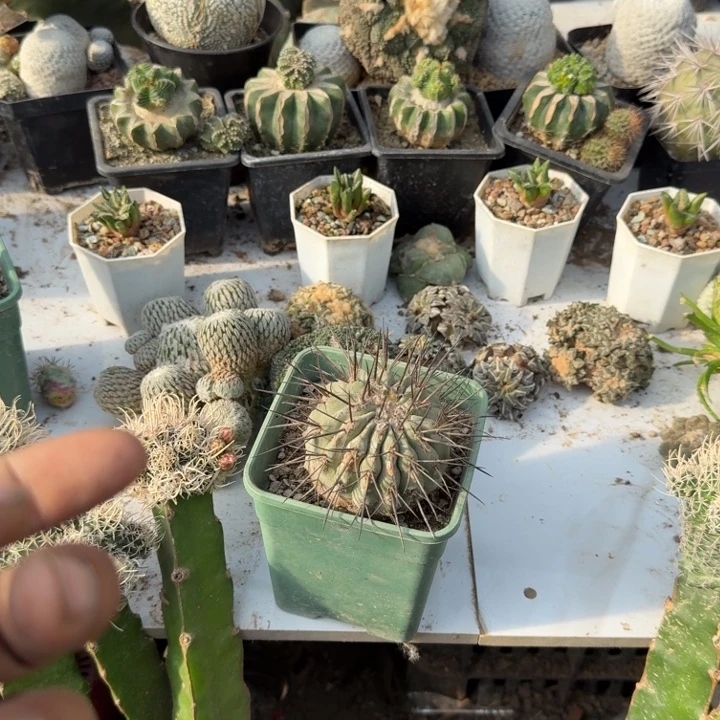 老***了古龙仙人球落地生根