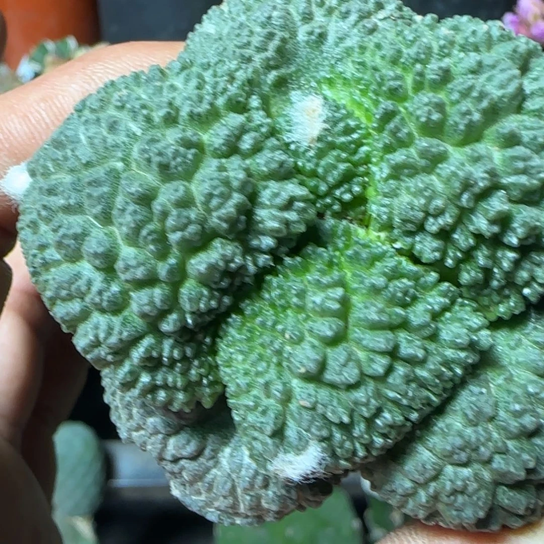 无花朵超大叶菜花197