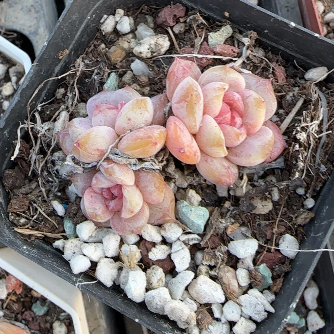 多肉小卡拉米糖心一物一拍