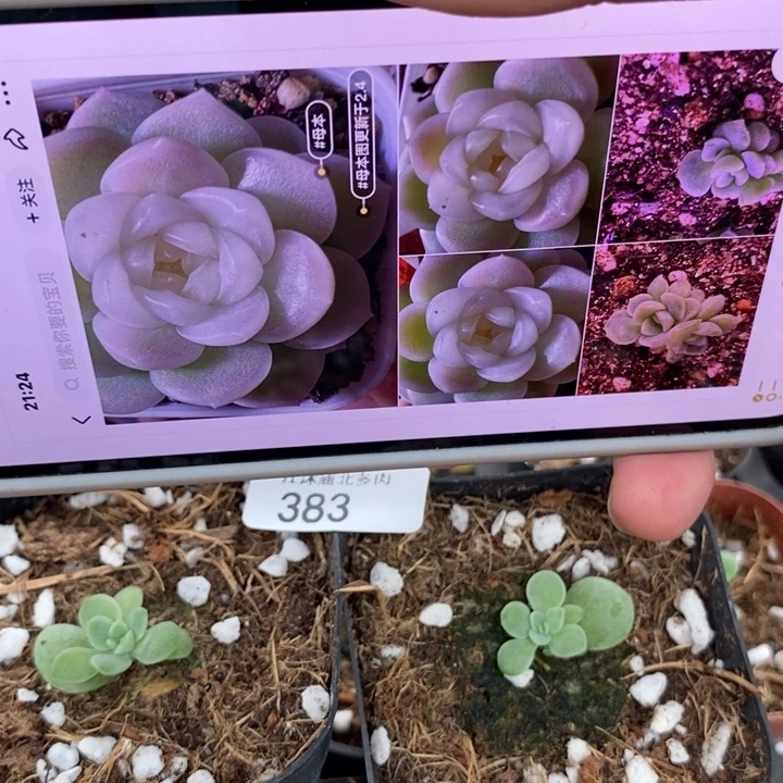 标383hy白透财富一个