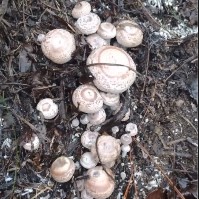 野生菌新鲜乌枞菌枞树菌松树菌雁窝菌谷熟菌寒菌三九菇