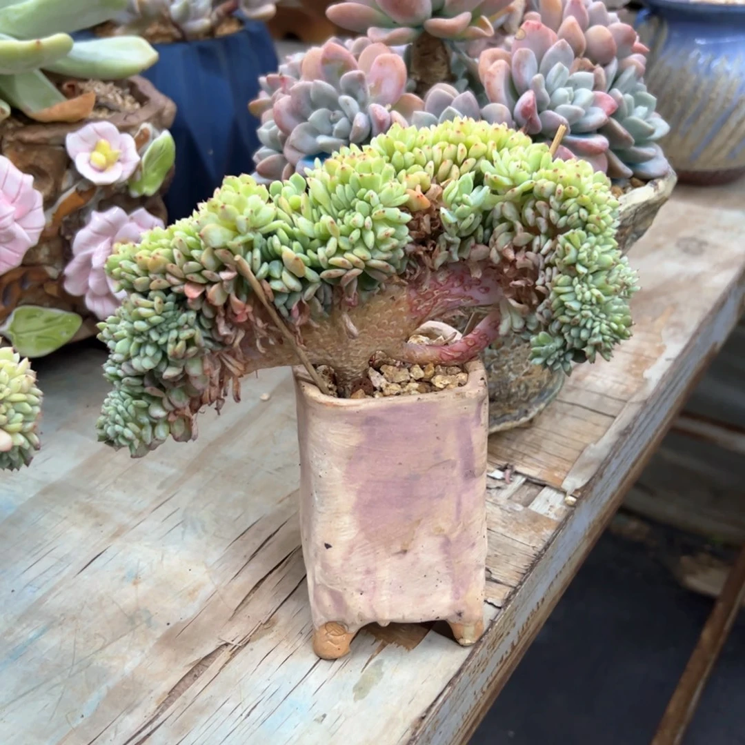 白胖子28 零零多肉植物