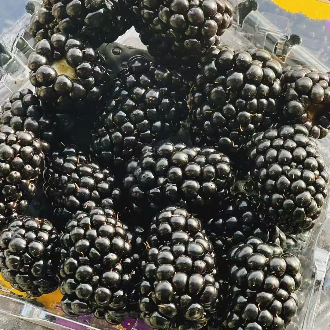 水果中的黑钻石 怡颗莓黑莓12盒装，花青素含量之王