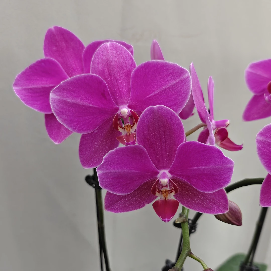 （福星3-3）蝴蝶兰 花期长 拍两份以上组大盆