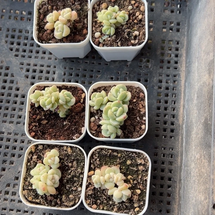 11111一物一拍专拍链接