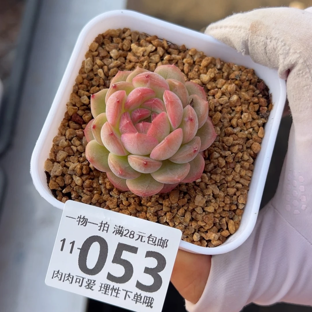 琴心多肉多肉多肉多肉