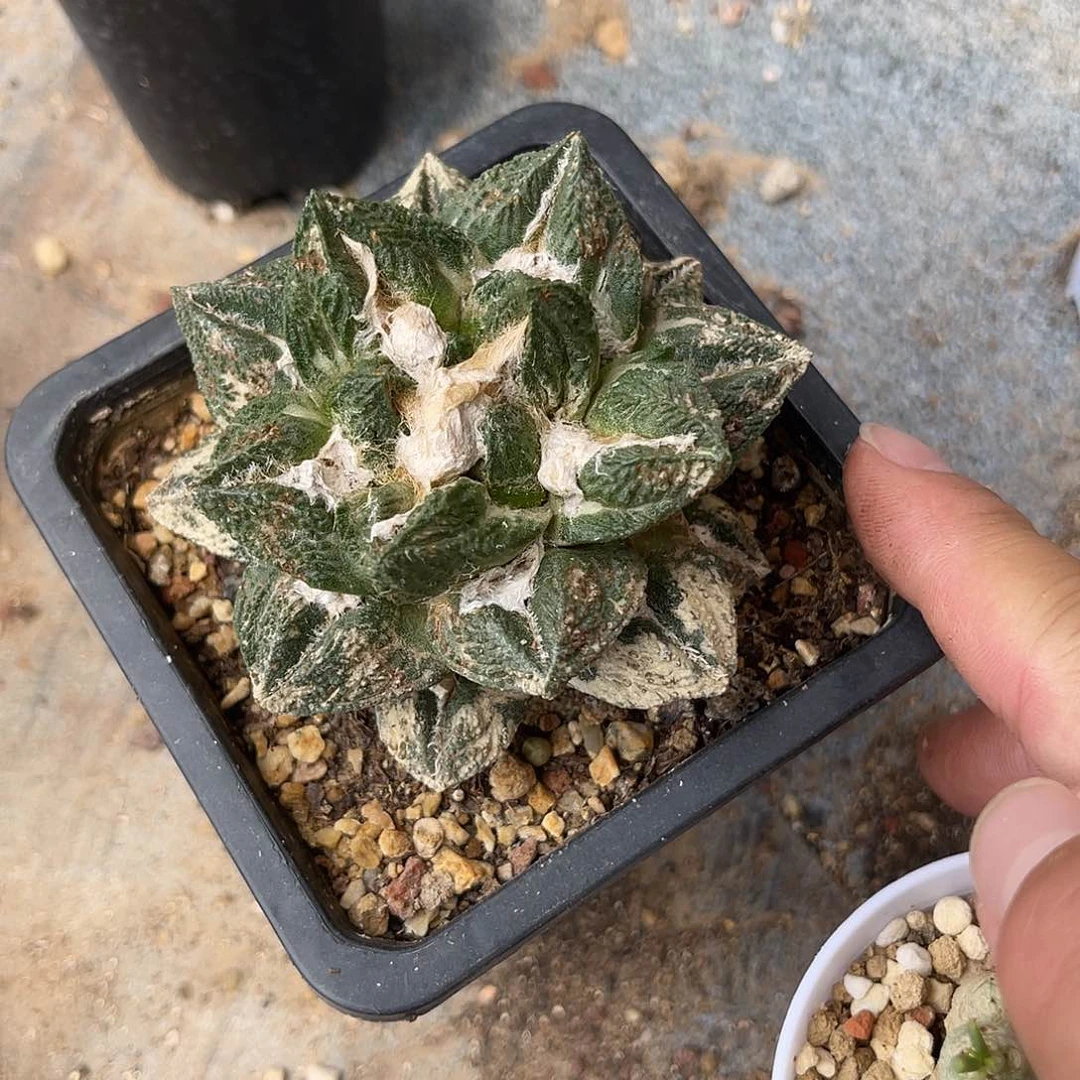 辛顿龟甲牡丹一物一拍