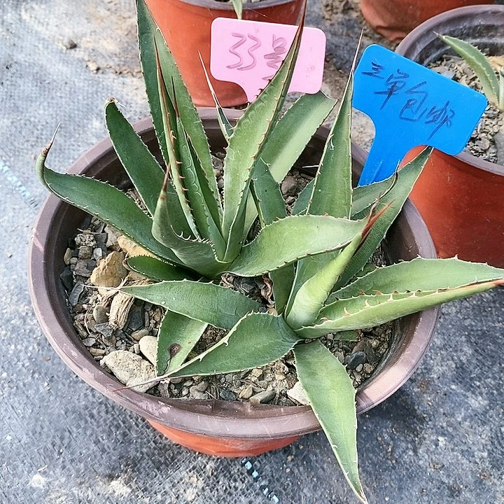 【闪购商品】无花朵龙舌兰佩罗霍利达