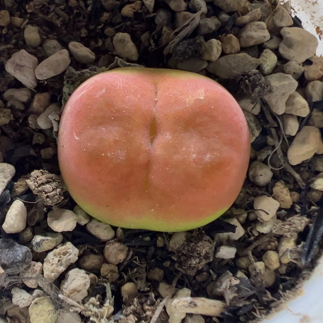 659水蜜桃带盆土发货