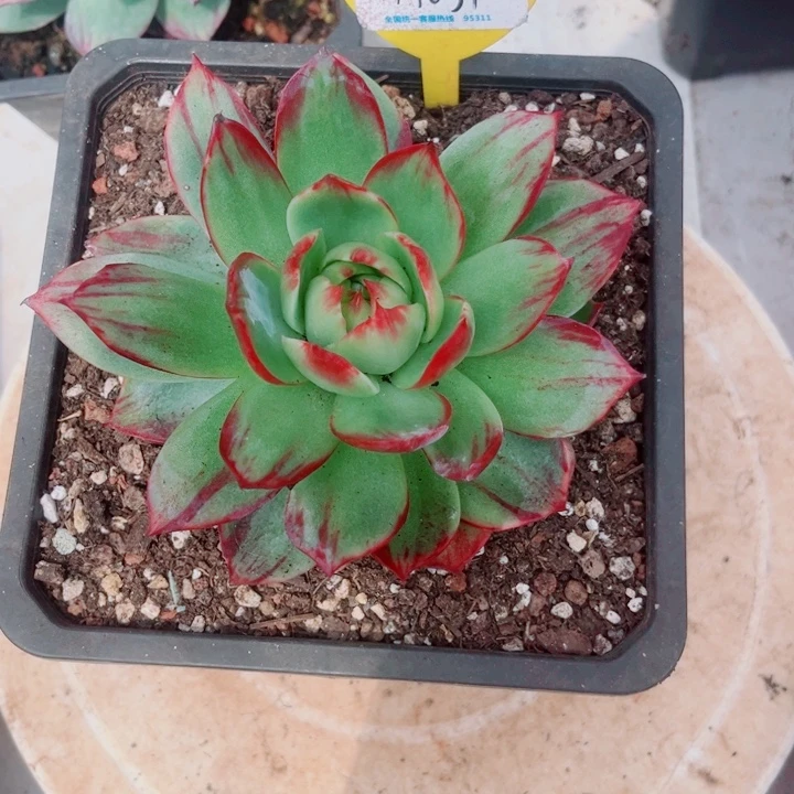 花****惊鸿仙子多肉植物A31