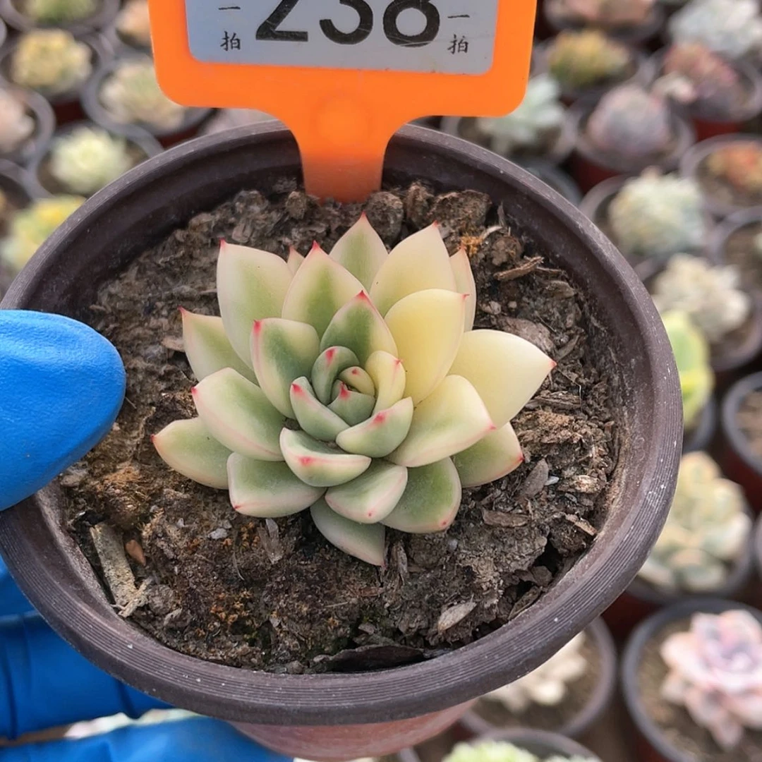 【闪购商品】?**?238号