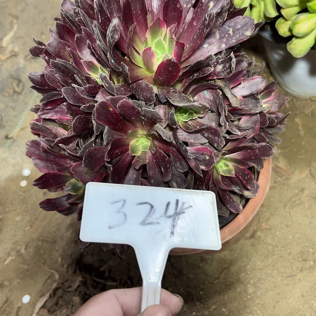 多肉植物赤霞飞法师324
