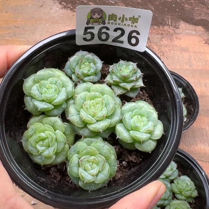 多肉植物多肉植物