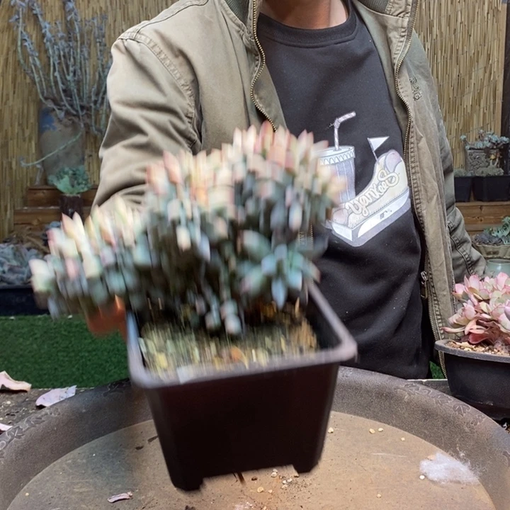 我***懂202号所罗门多肉植物