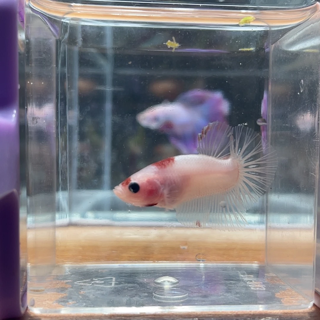 斗鱼可博泰斗092617