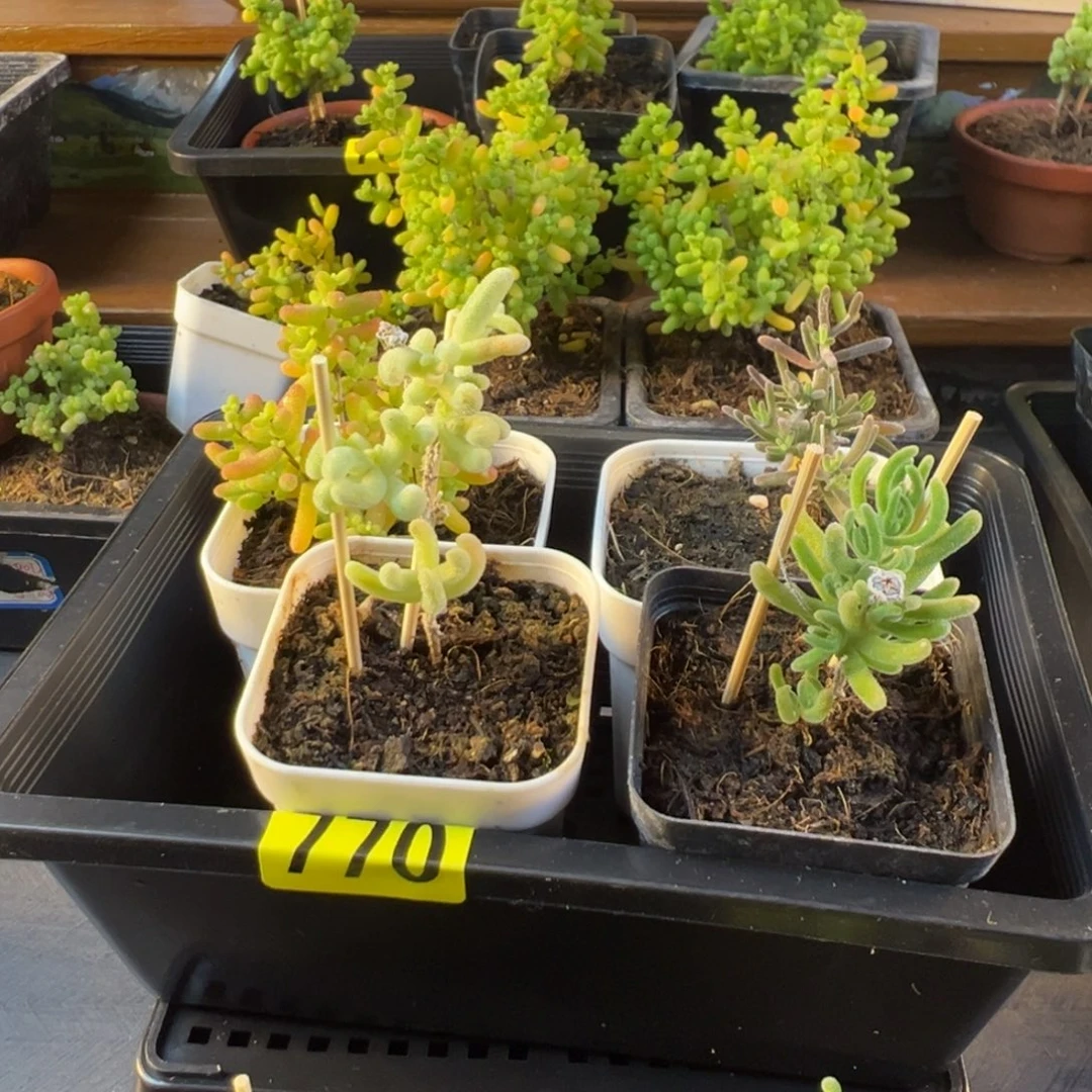 枝干番杏多肉植物770