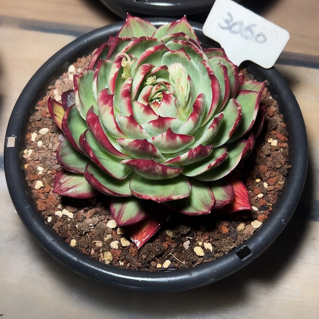 温***窝惊鸿仙子一物一拍3060号