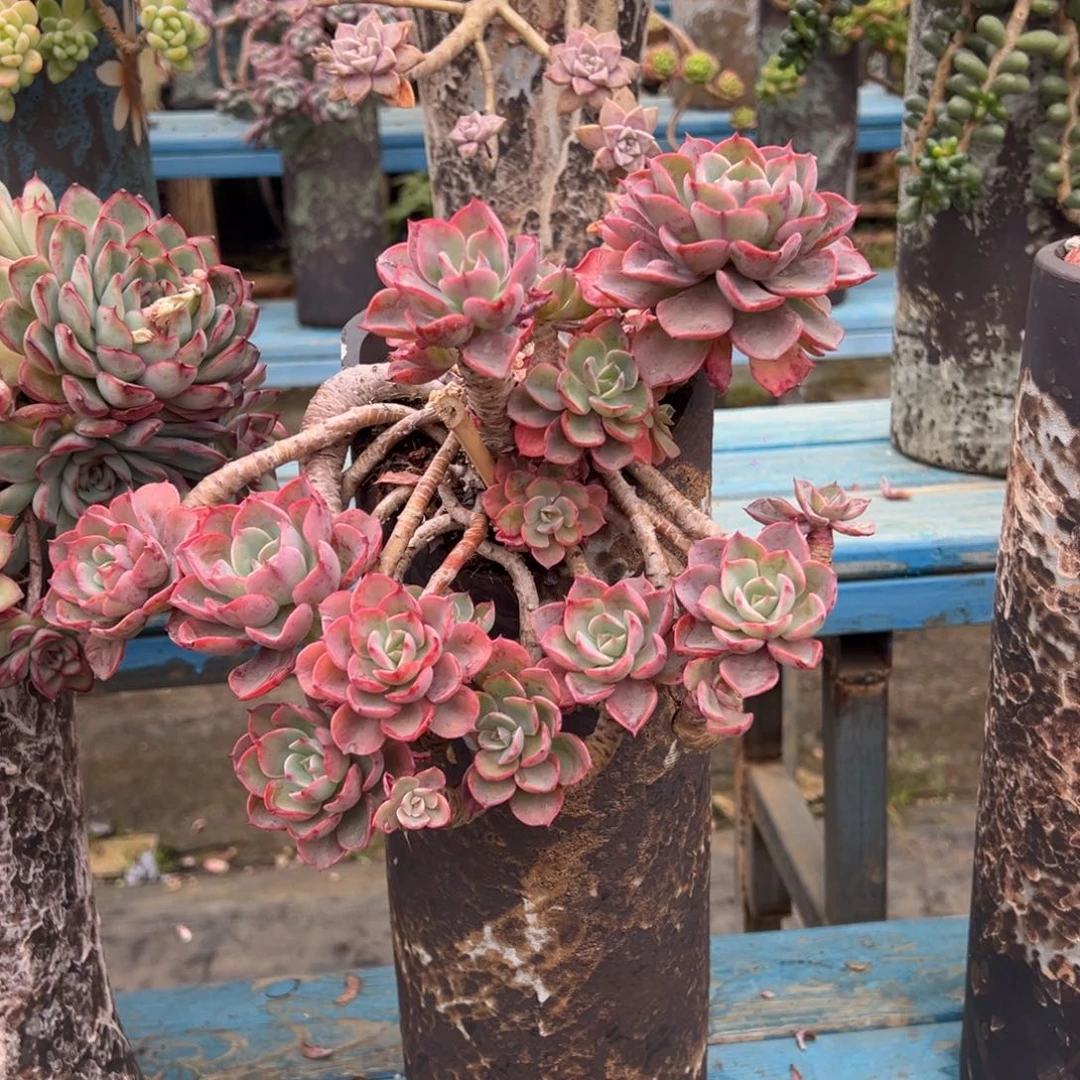 露养老桩脱土裸根雨滴