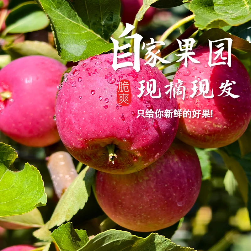 东北宁安特产龙丰果 小苹果 新鲜应季水果农户现摘现发包邮