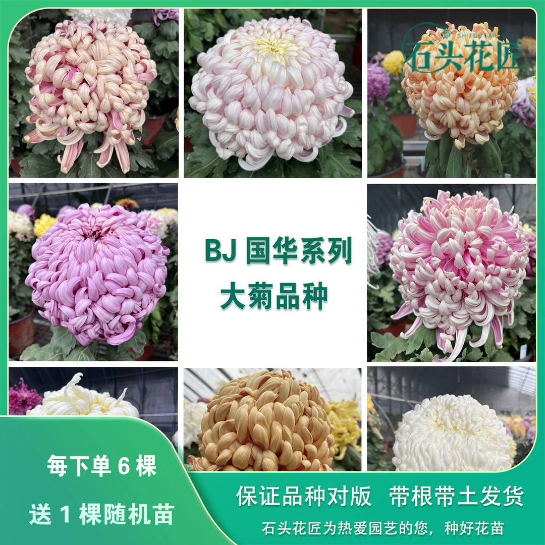 石头花匠传统大菊苗 国华34个品种 国华提灯 独本菊花多年生宿根