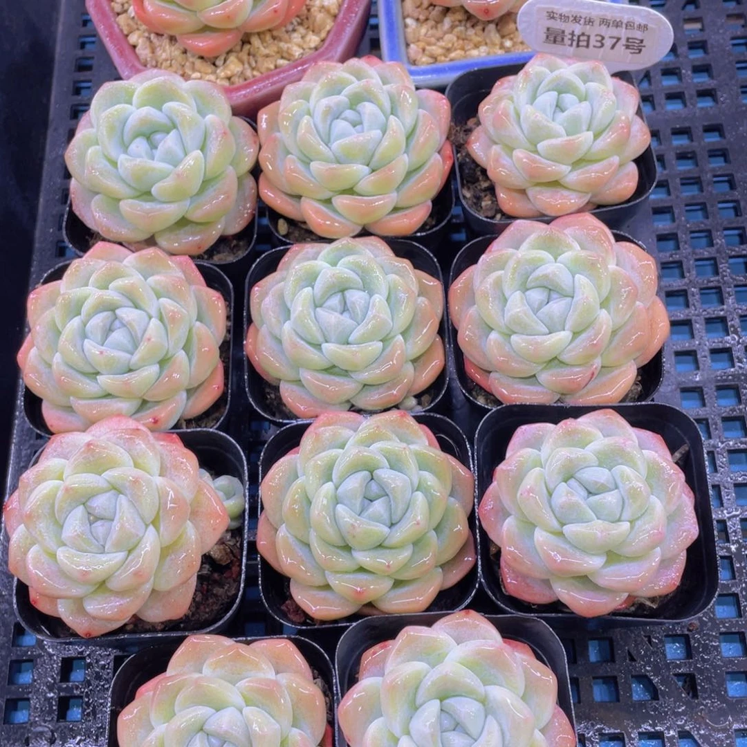 量拍37号奶油冰玉单头一个