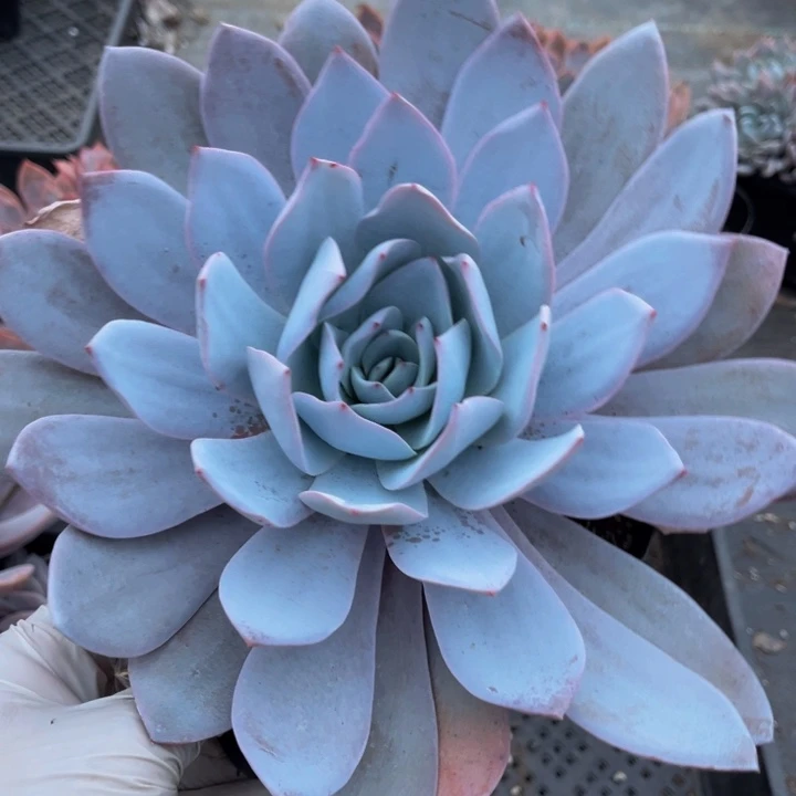 倾***3白莲一颗单头140盆